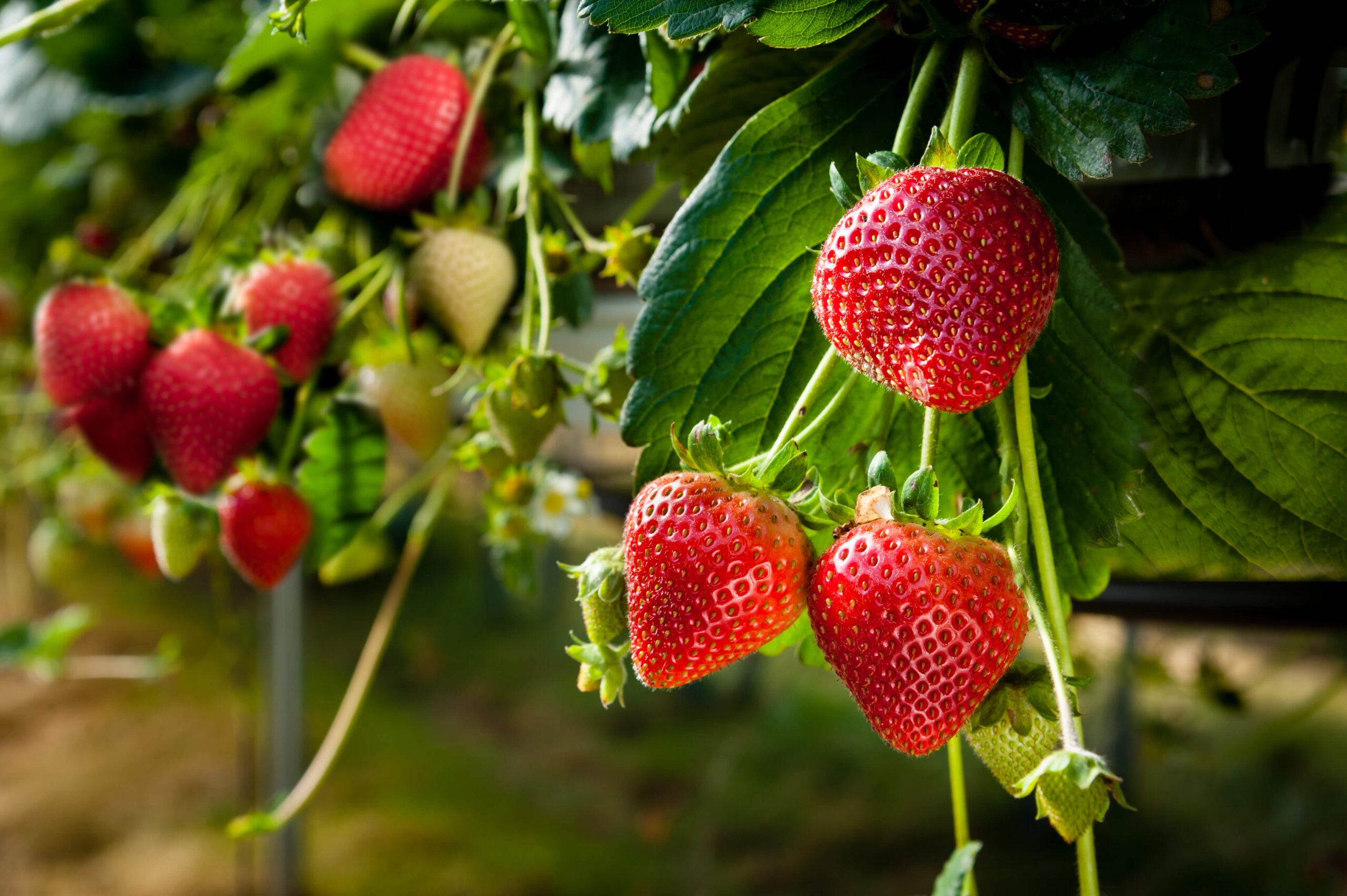 Erdbeeren am Feld