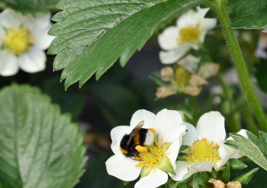 Hummel mit Erdbeerpflanze