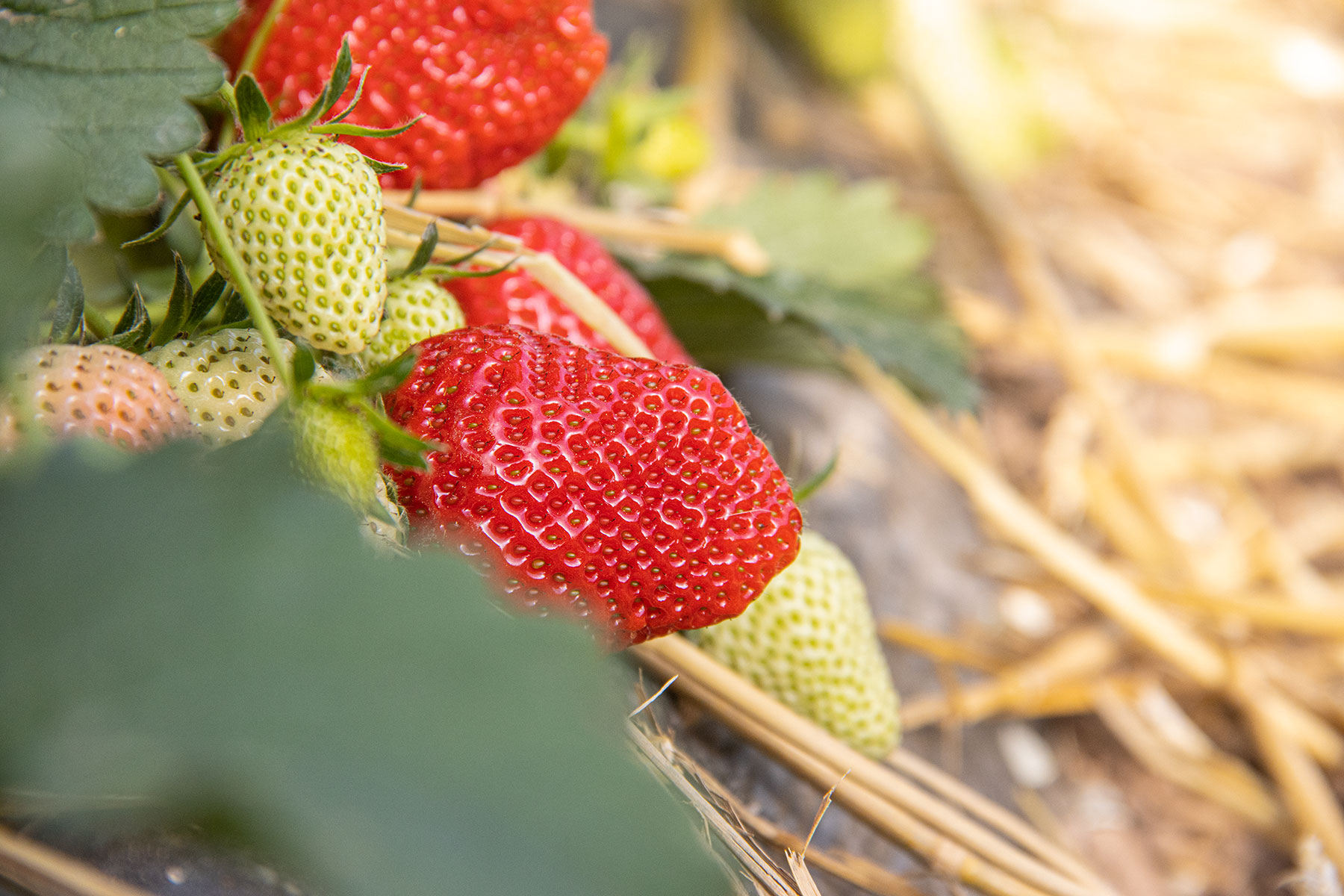 Geschützter Anbau Erdbeeren am Feld